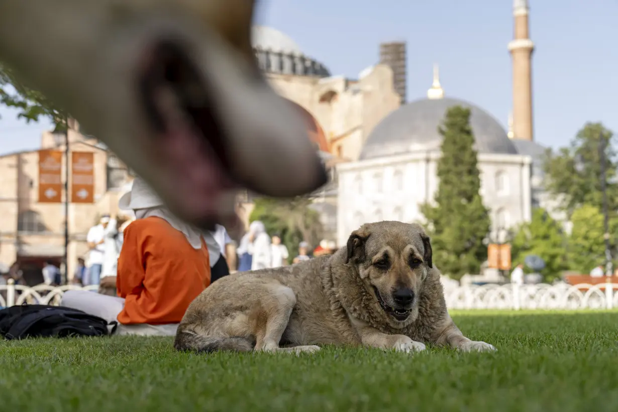 Turkey plans to regulate a large stray dog population, raising some fears about mass killings