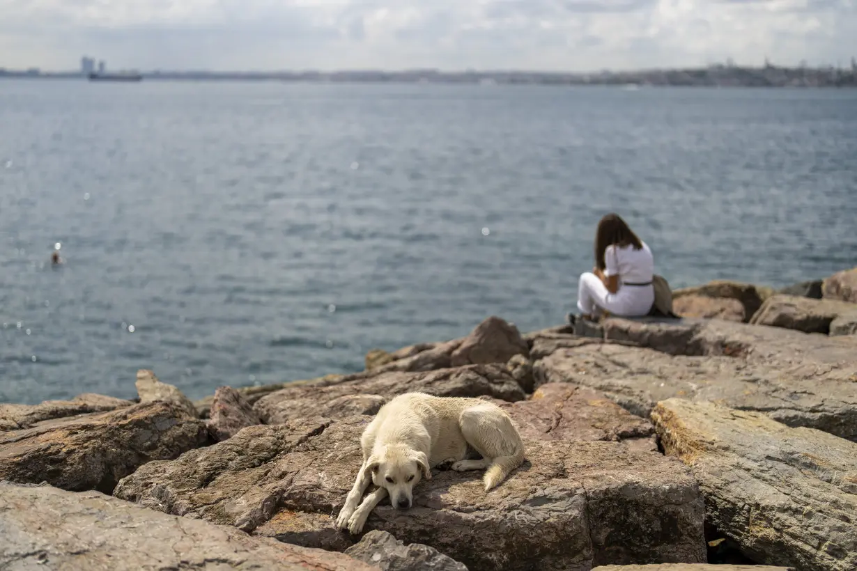 Turkey plans to regulate a large stray dog population, raising some fears about mass killings