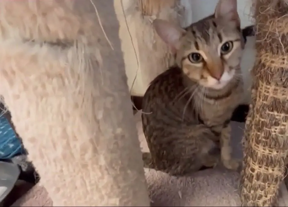 More than 15 cats left on rural Logan County road inside cages in second incident this year