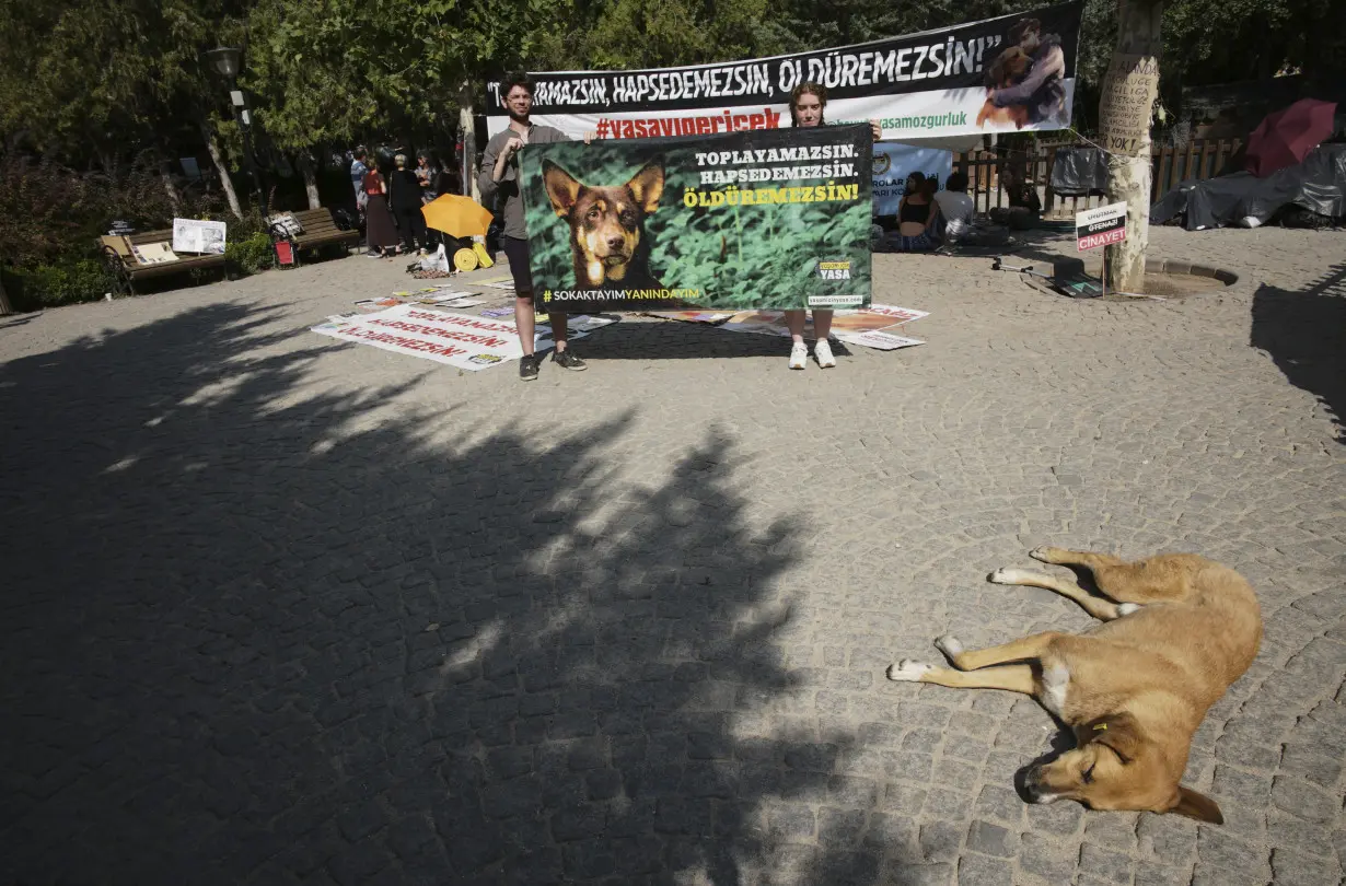 Turkey Stray Dogs