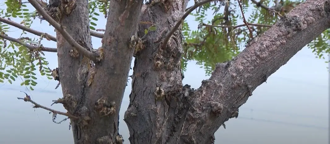 Salt Lake City worker accidentally poisons hundreds of trees in Fairpark area