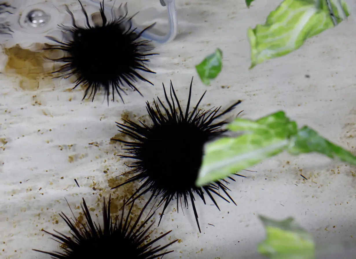 Kanagawa Prefectural Fisheries Technology Center's researcher Yutaka Harada feeds sea urchins with cabbage at the center's laboratory in Miura