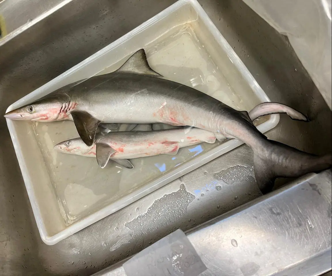 A Brazilian Sharpnose Shark at a laboratory in Rio de Janeiro