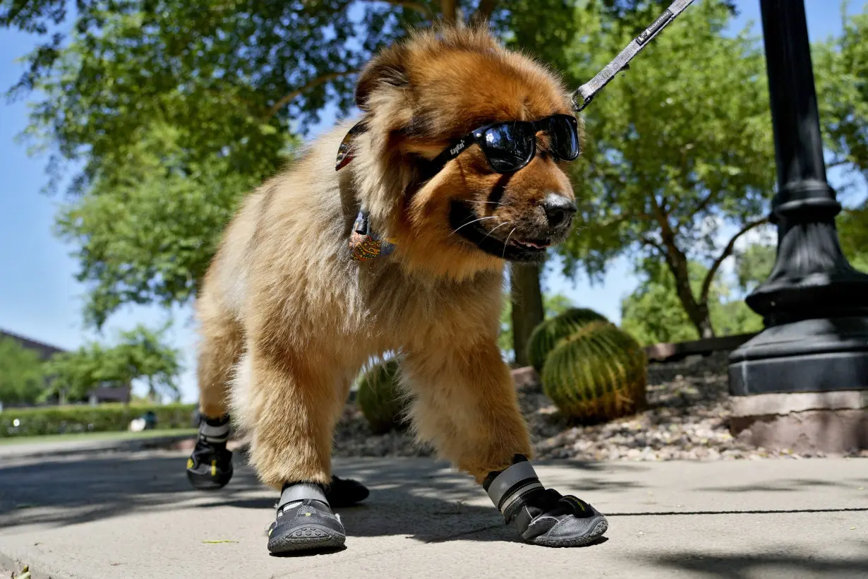 Booties. Indoor dog parks. And following the vet's orders. How to keep pets cool this summer