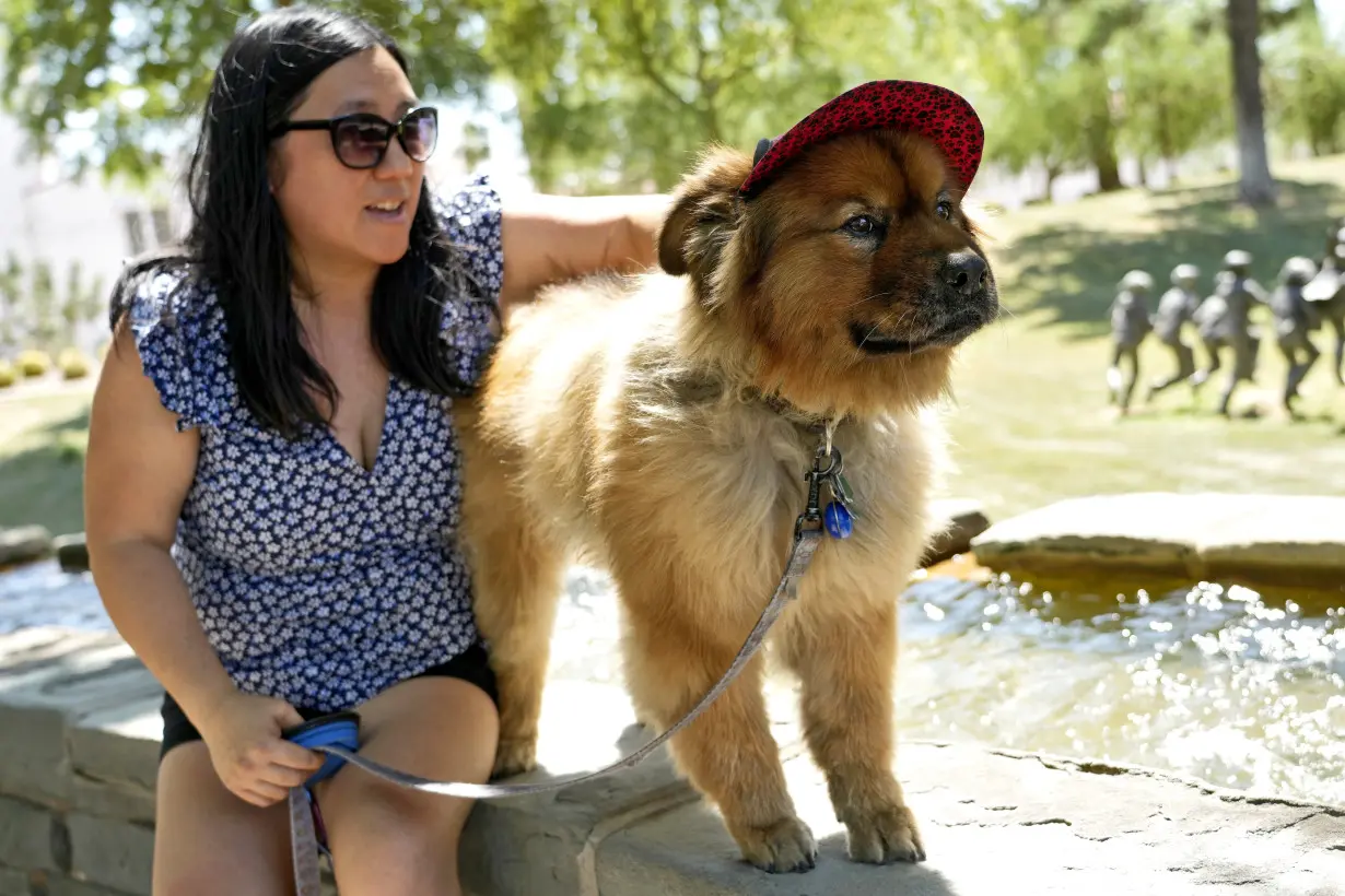 Booties. Indoor dog parks. And following the vet's orders. How to keep pets cool this summer