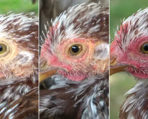 Hens blush when excited or scared, study finds