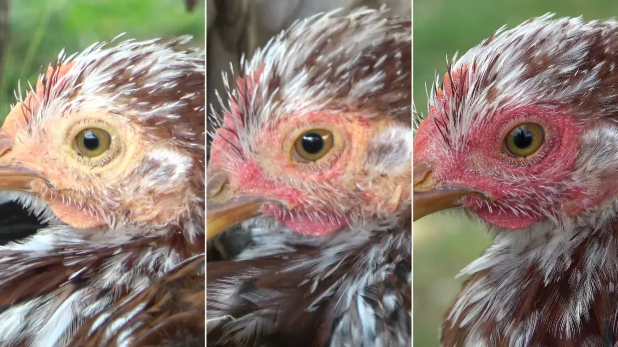 Hens blush when excited or scared, study finds