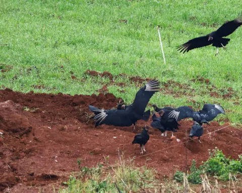 Brazil to declare end of Newcastle disease outbreak, newspaper reports