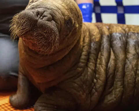 Rescued walrus calf 'sassy' and alert after seemingly being left by her herd in Alaska