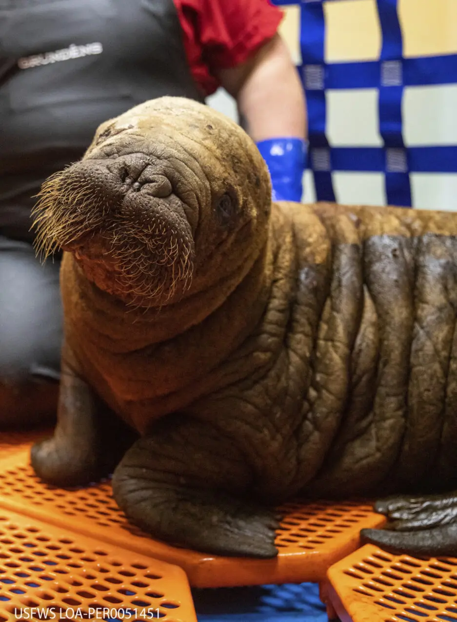 Alaska Rescued Walrus Calf