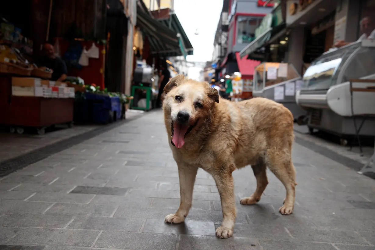 Garip, a stray dog, who has been taken care by the shopkeepers at a local market, is pictured in Istanbul