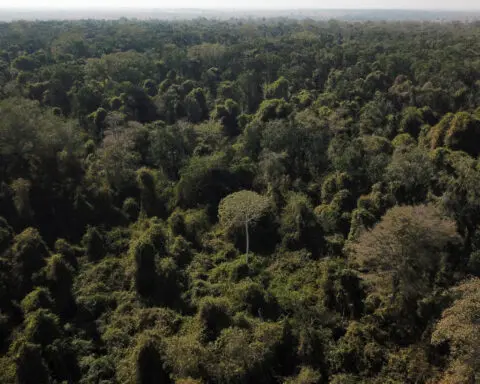 Brazil seeks support for tropical forest preservation fund