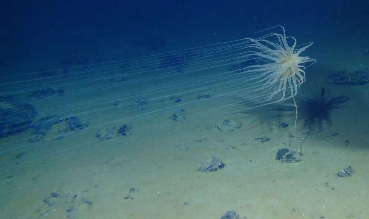 The newly discovered species Relicanthus sp. lives on sponge stalks attached to polymetallic nodules found on the seabed.