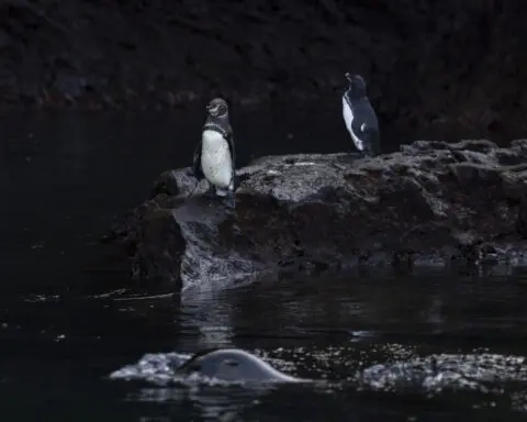 The Galapagos Islands and many of their unique creatures are at risk from warming waters