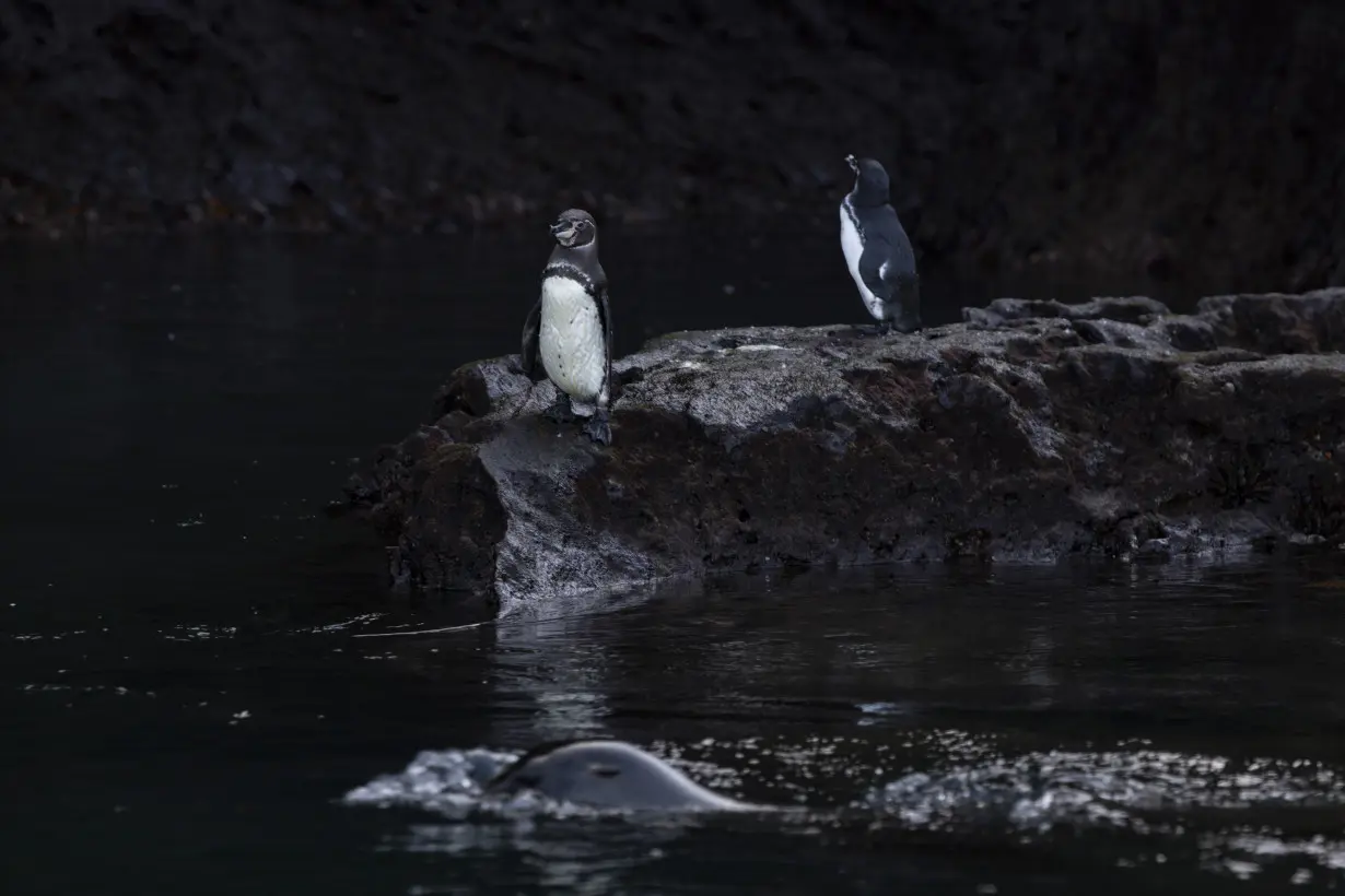 Climate Galapagos Islands