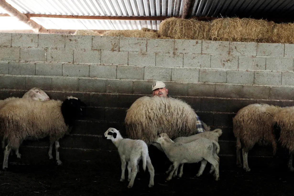 FILE PHOTO: George Andrianakis milks a sheep in the yard of his farm in the village of Stafania