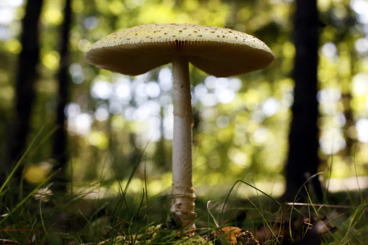 Food and Farm Mushroom Boom