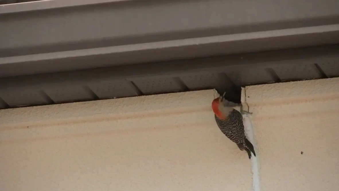 Homeowner faces woodpecker infestation