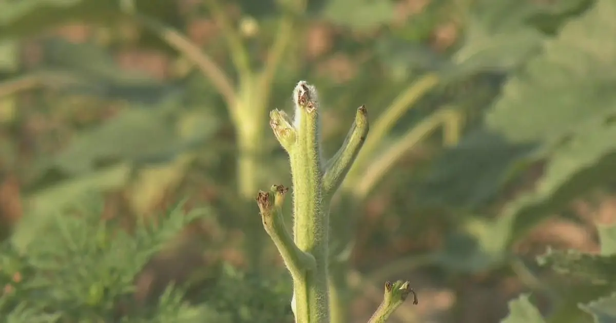 Sunflower festival canceled due to severe drought conditions, deer intrusions