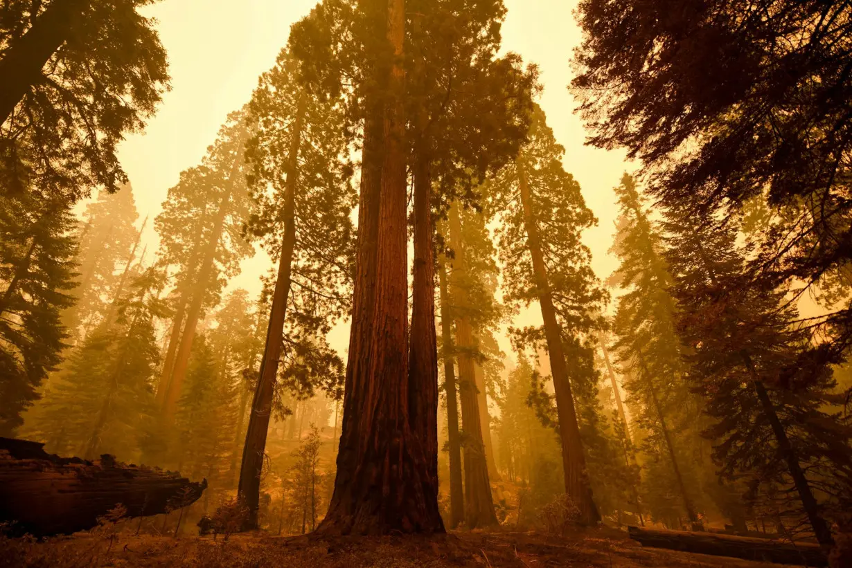 Trees don’t like to breathe wildfire smoke, either – and they’ll hold their breath to avoid it