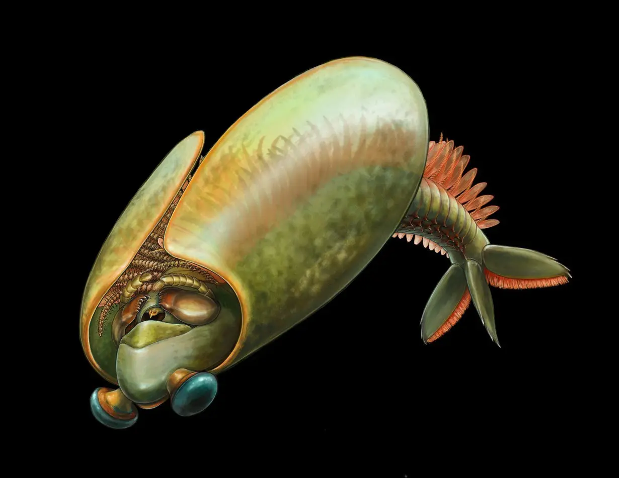 The extinct arthropod Odaraia alata may have swum upside down, gathering food with tiny spines along its legs.