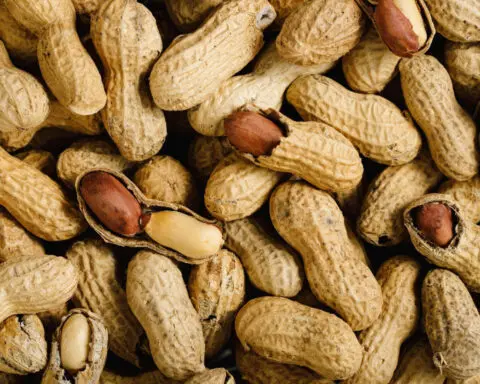 Australia launches peanut allergy immunotherapy program for babies in world first