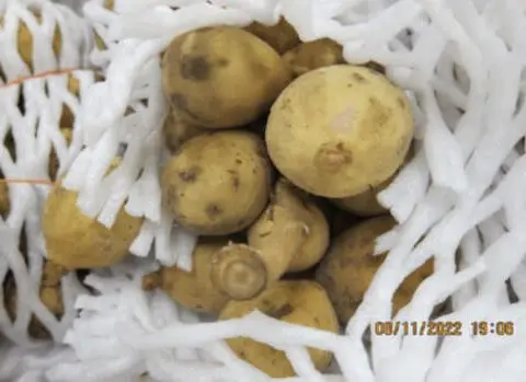 Woman gets jail for importing fruit from Vietnam infested with fruit flies