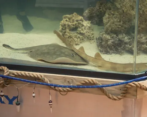 Stingray that got pregnant despite no male companion has died, aquarium says