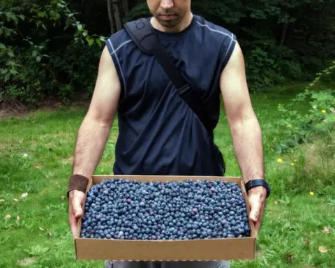 Berry big mistake: Shopper's typo turns $7 blueberries into $700 fruit fiasco