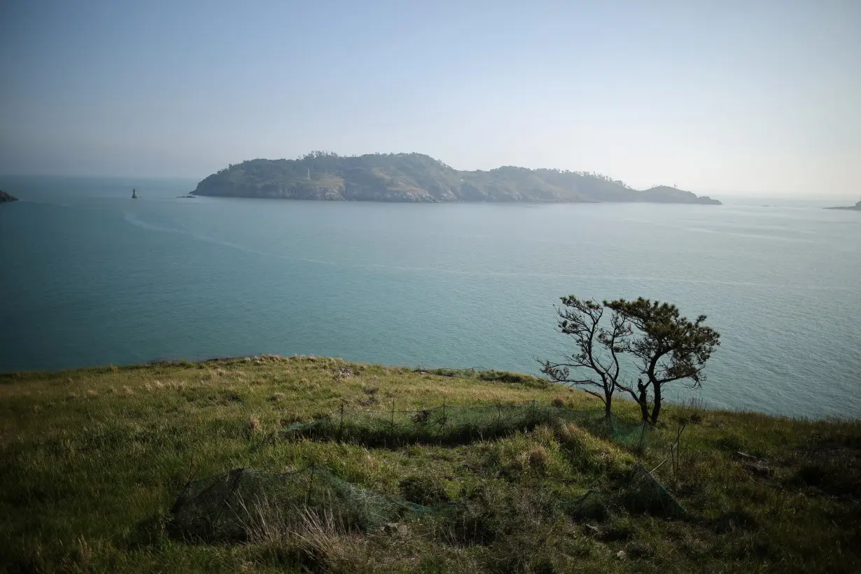 The Wider Image: Swelling deer herd hems in South Korean islanders