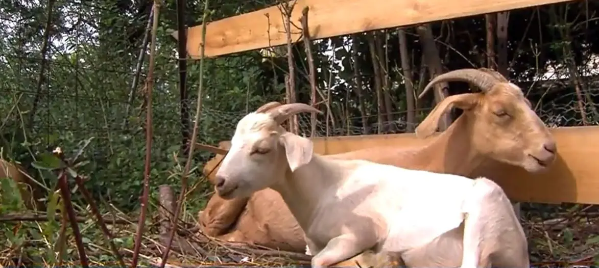 Milwaukee nonprofit aimed at empowering youth 'devastated' after 4 goats were reportedly stolen off property