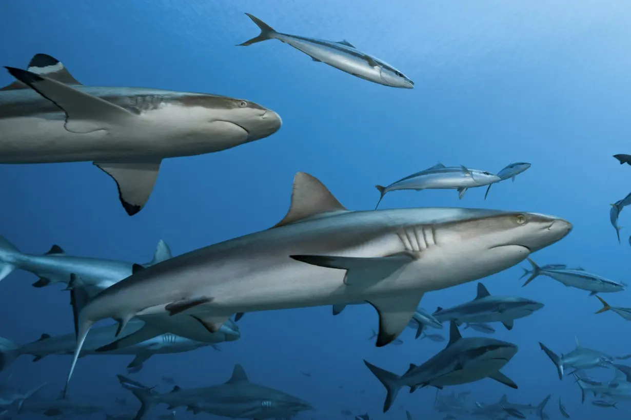 Oceans without sharks would be far less healthy – new research