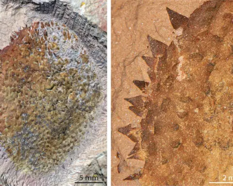 Primordial spiny slug from China was forerunner of world's mollusks