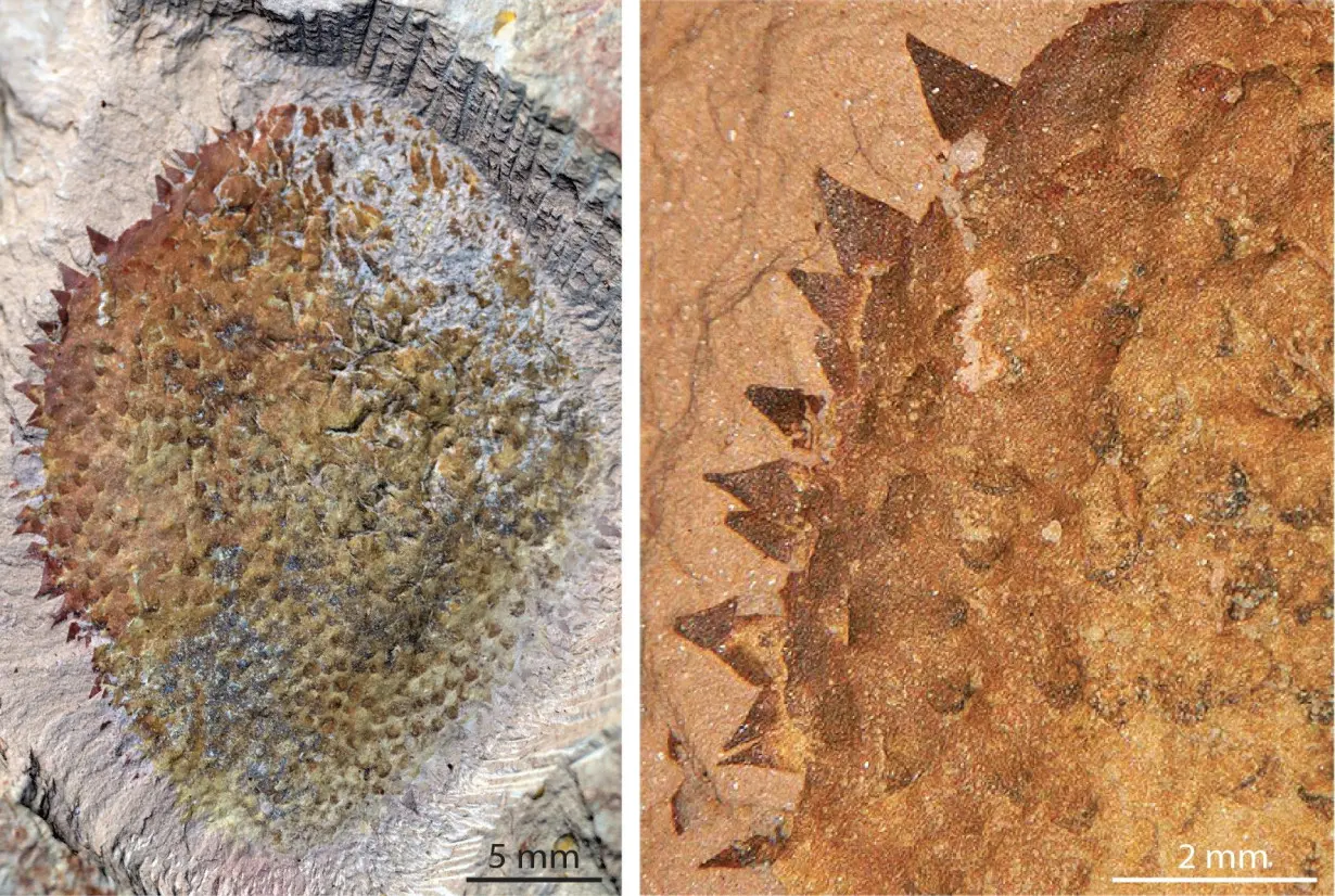 Primordial spiny slug from China was forerunner of world's mollusks