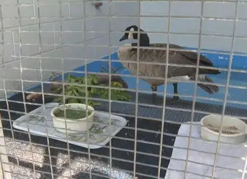 Nearly 600 animals relocated by Greenwood Wildlife Rehabilitation Center as Stone Canyon Fire neared facility