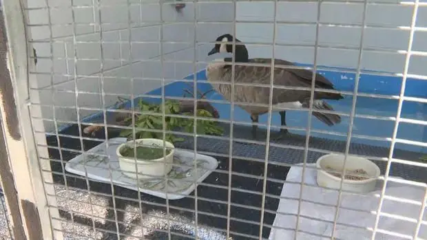 Nearly 600 animals relocated by Greenwood Wildlife Rehabilitation Center as Stone Canyon Fire neared facility