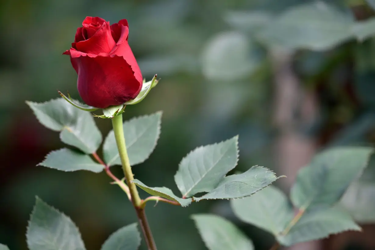 Roses do not have thorns but instead have prickles that form from the skin of the plant.