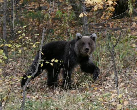 Bear kills man in Russia's Far East, RIA agency reports