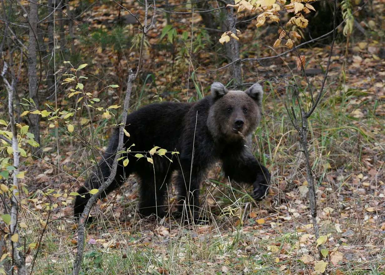 FILE PHOTO: A brown bear cub walks in an area of taiga near the village of Ust-Mana