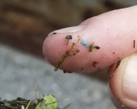 Microplastics are everywhere, but are they harming us?