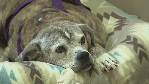 Meet the New Jersey woman giving senior dogs a forever home at Marty's Place