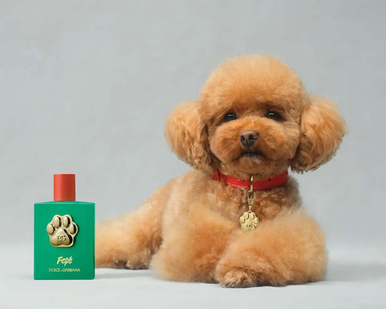 Dolce & Gabbana have launched a new perfume – but it's not for humans