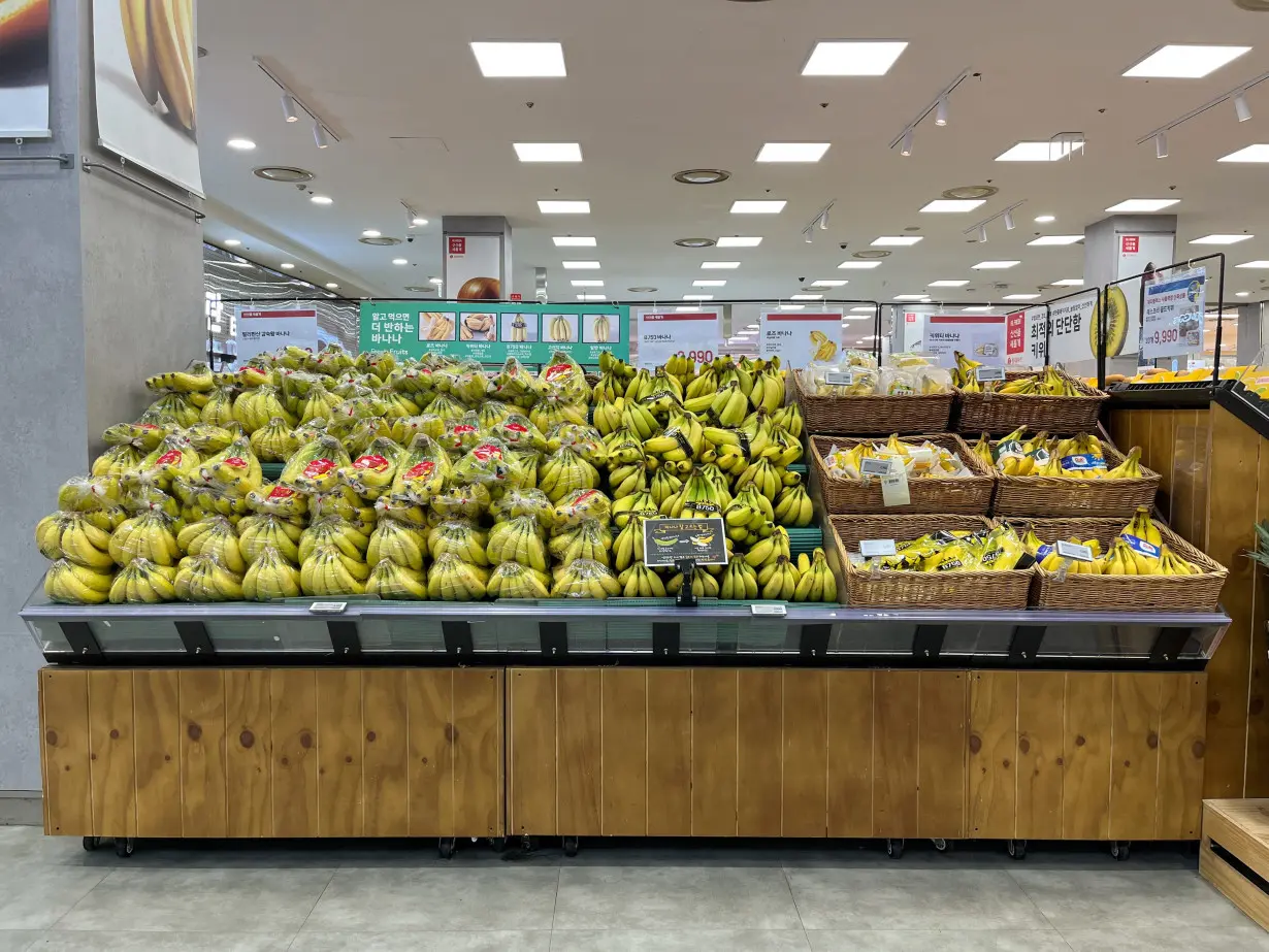 South Korean farmer harvest bananas for the first time in Seoul amid temperature rise