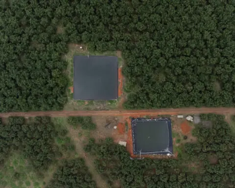 Avocado goldrush links US companies with Mexico's deforestation disaster