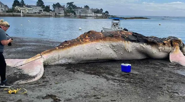 Crews remove humpback whale carcass off coast