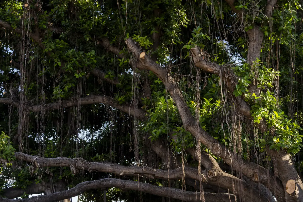 Hawaii Wildfire Anniversary Banyan Tree