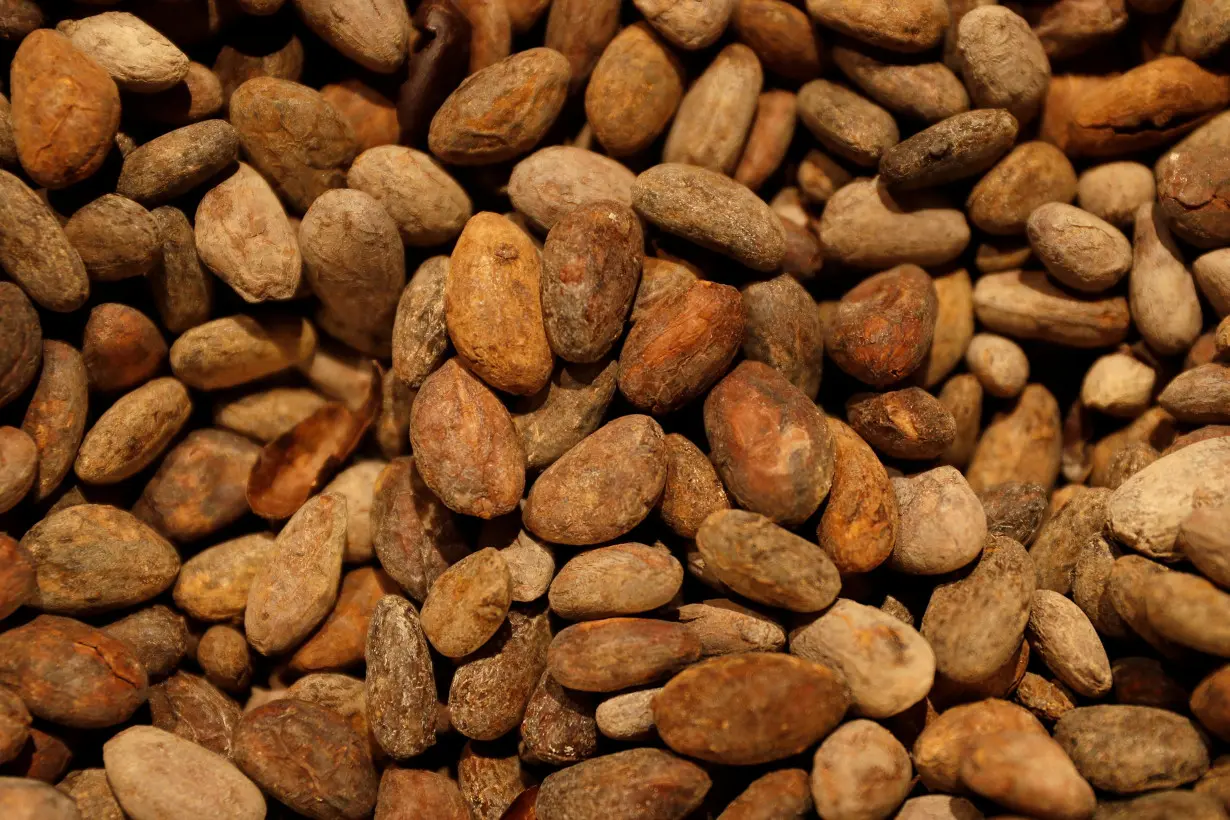 Roasted cocoa beans are seen on sale at Rabot 1745, in London