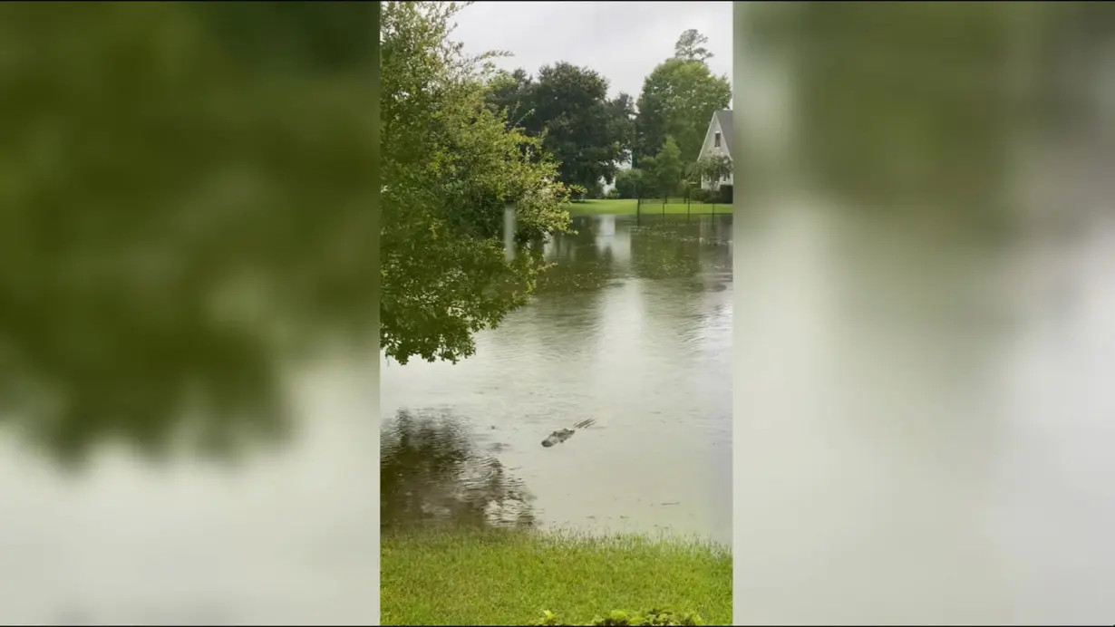 Adrienne LeBlanc snapped a picture of an alligator in her flooded yard in Bluffton, South Carolina, on Wednesday.