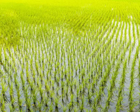 Good flooding? Scientists use rice cultivation to preserve soil in Florida’s Everglades Agricultural Area