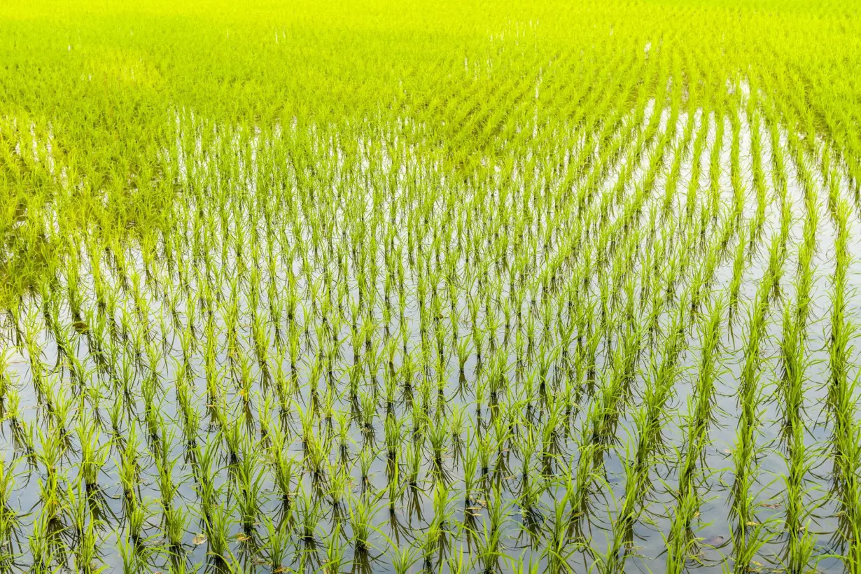 Good flooding? Scientists use rice cultivation to preserve soil in Florida’s Everglades Agricultural Area